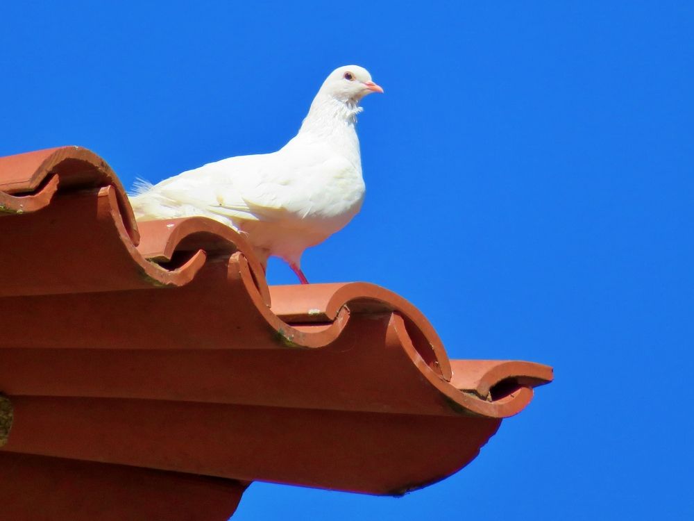 White dove on a hoytel roof