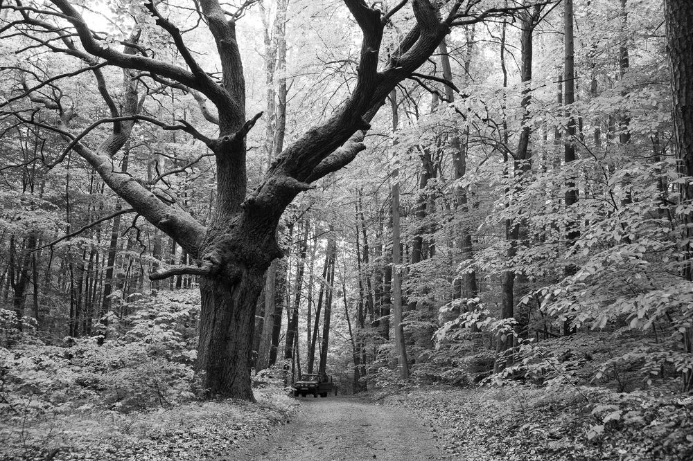 Photograph by Wiktor Kulesa