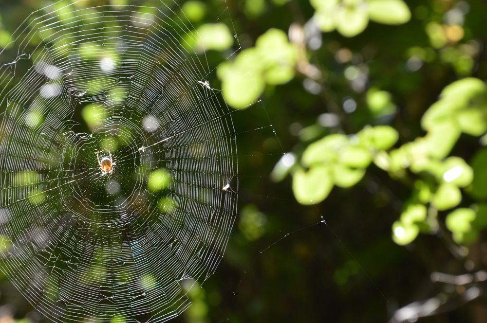 Photograph by Ольга Шевцова