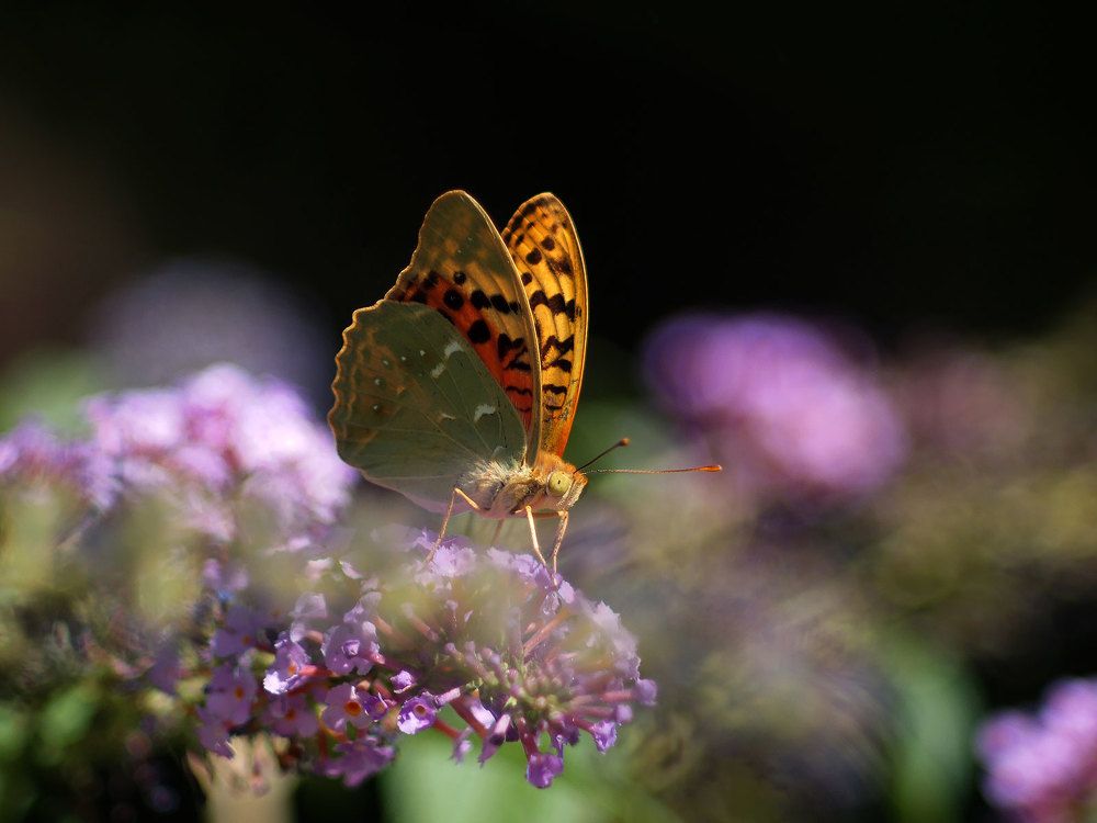 Photograph by Farid Ataei