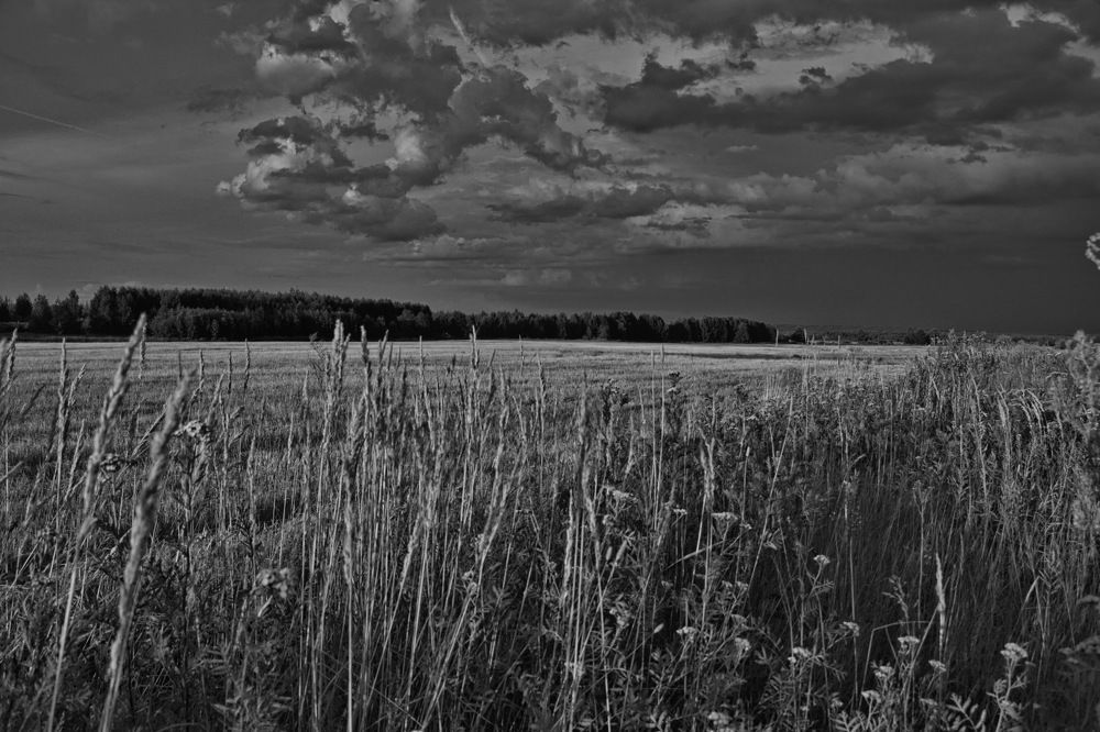 Сенокосное поле.