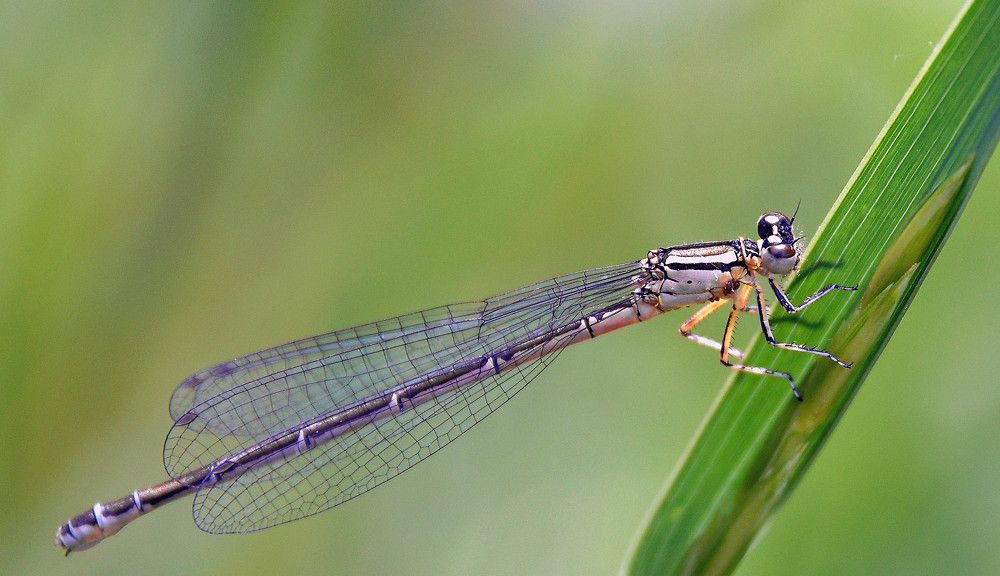 Photograph by Олег Волков