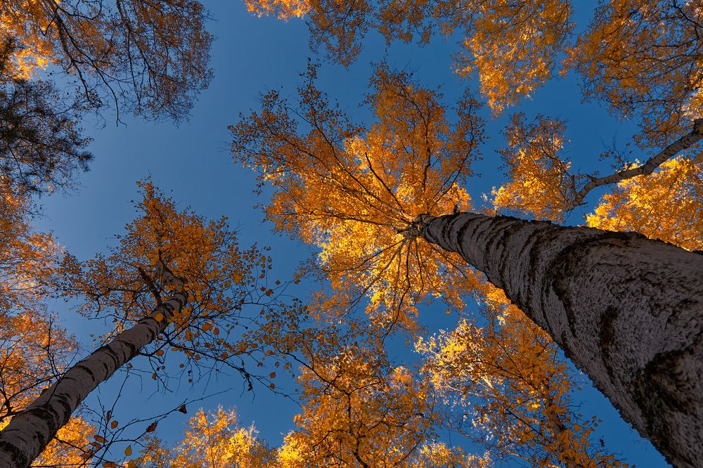 Фотография автора Игорь Игоревич