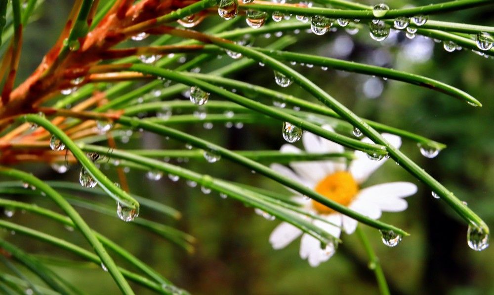 Baikal chamomile. Байкальская ромашка.