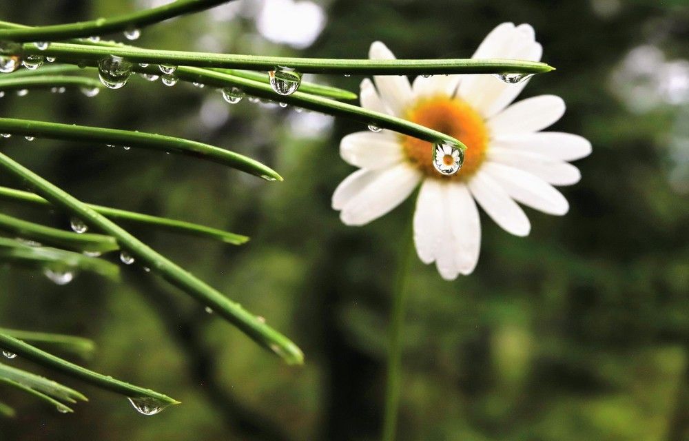 Baikal chamomile. Байкальская ромашка.