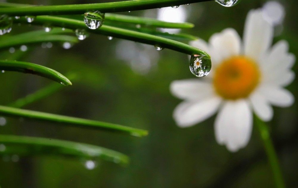 Baikal chamomile. Байкальская ромашка.