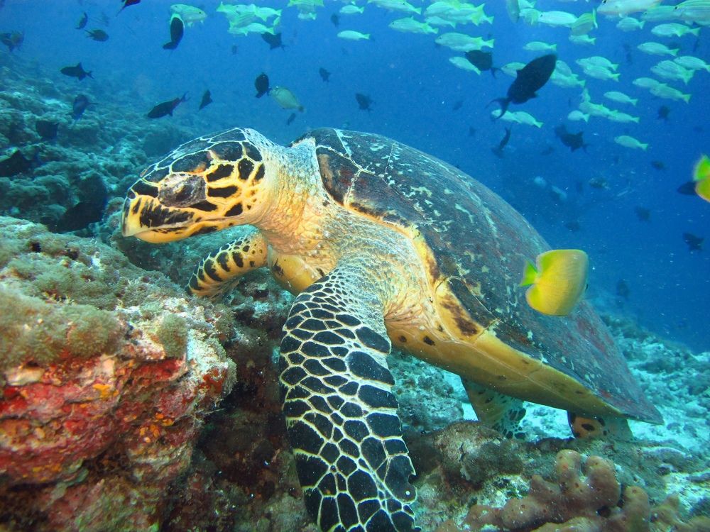 Photograph by Andrey Purtov