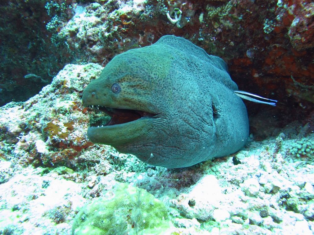 Photograph by Andrey Purtov