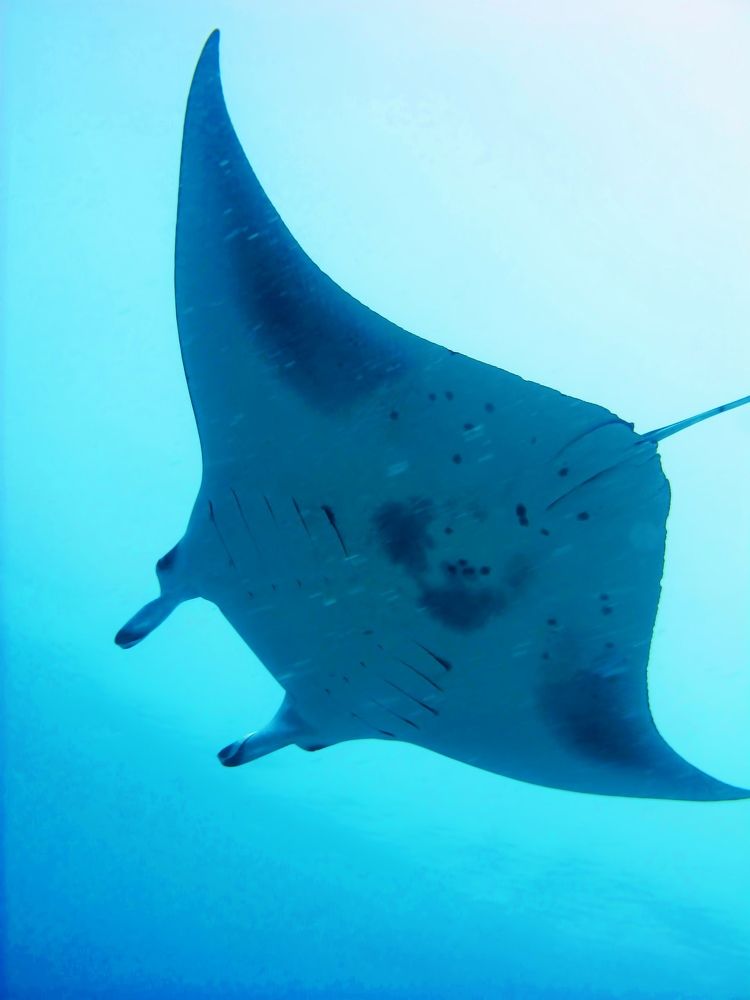 Photograph by Andrey Purtov