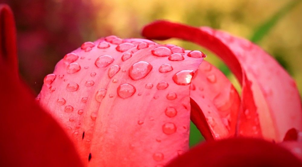 Фотография автора Георгий Петров