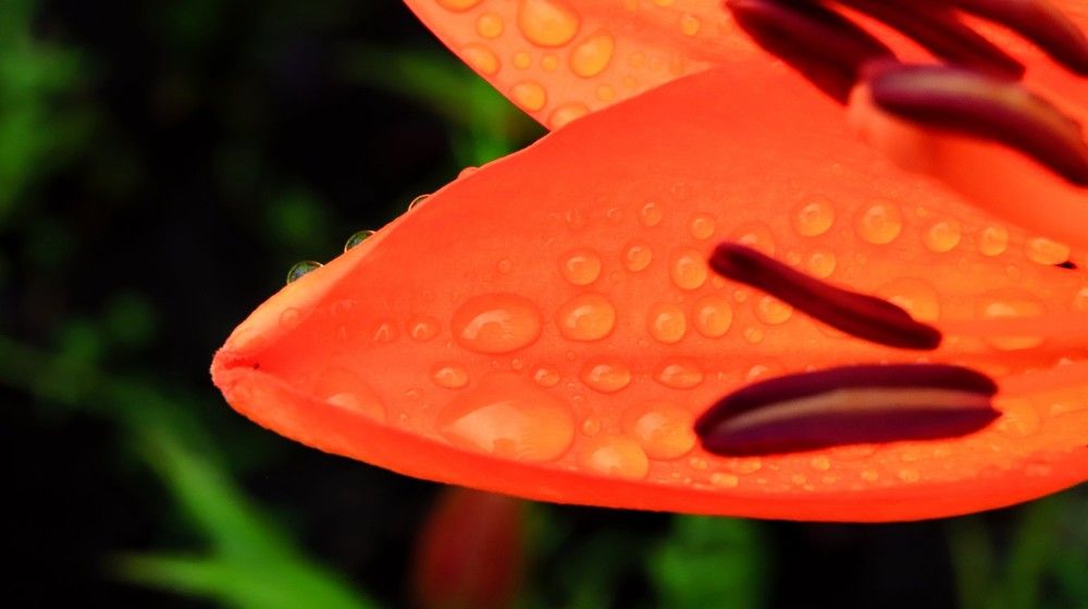 Фотография автора Георгий Петров