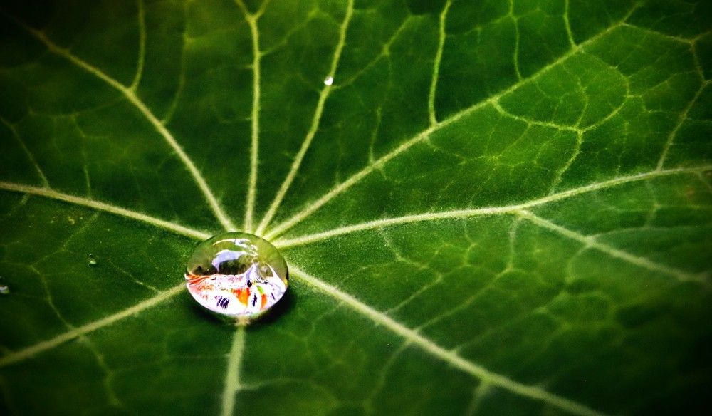 Фотография автора Георгий Петров