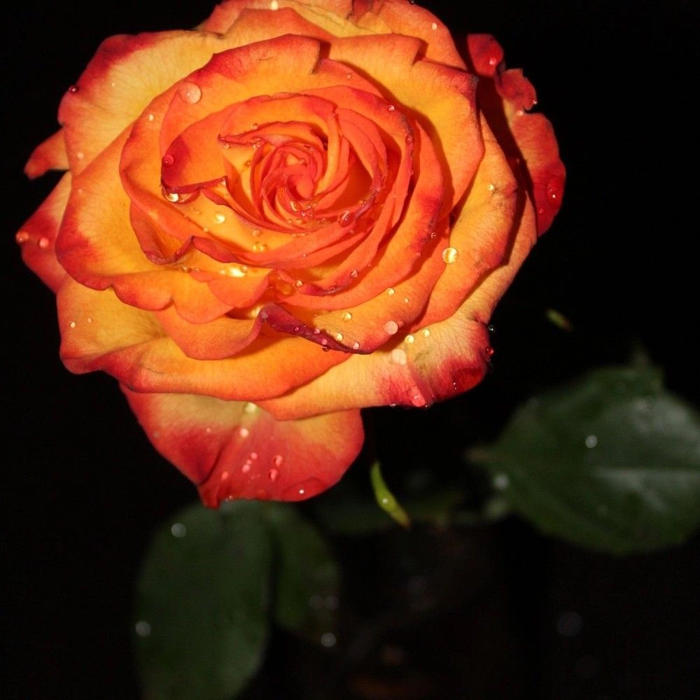 Photograph by Елена Фролова