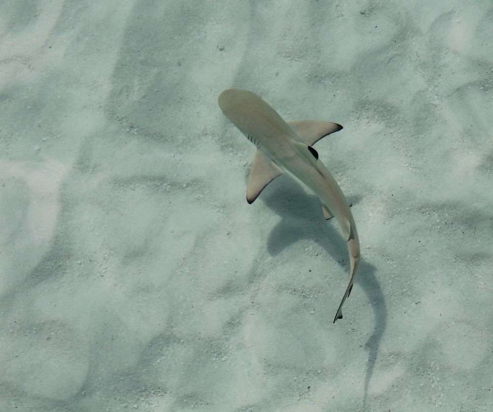 Photograph by Тимур Жилкибаев