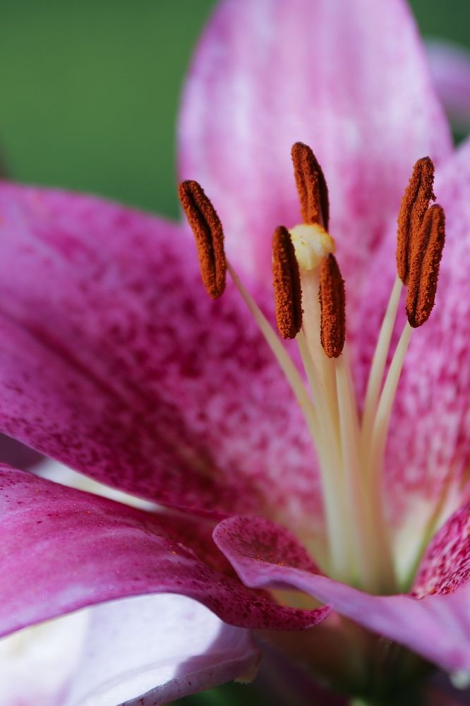 Photograph by Алексей Еремеев