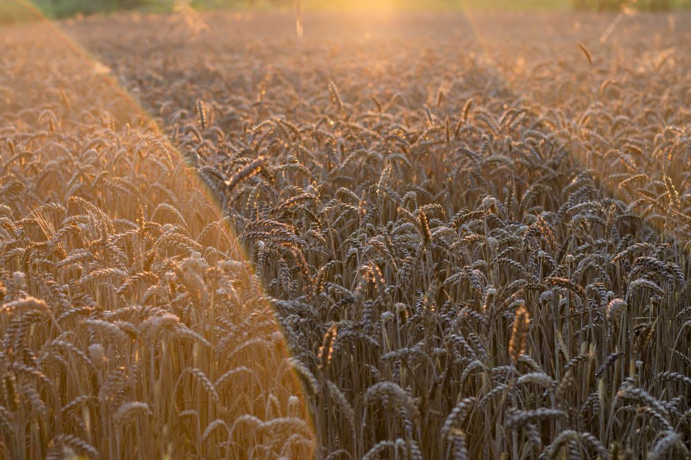 Photograph by даша ващенко