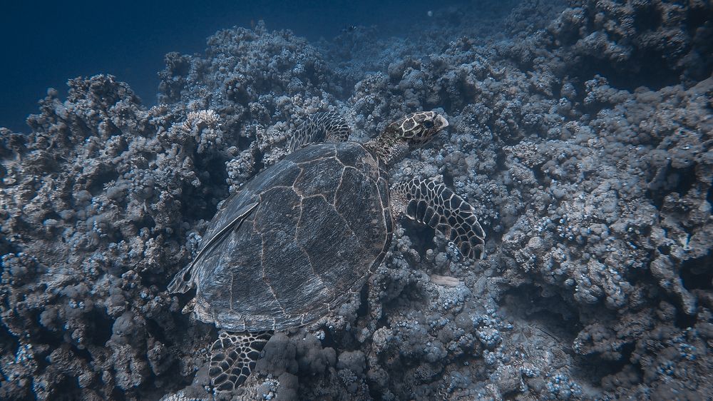 Photograph by Мария Берёзка