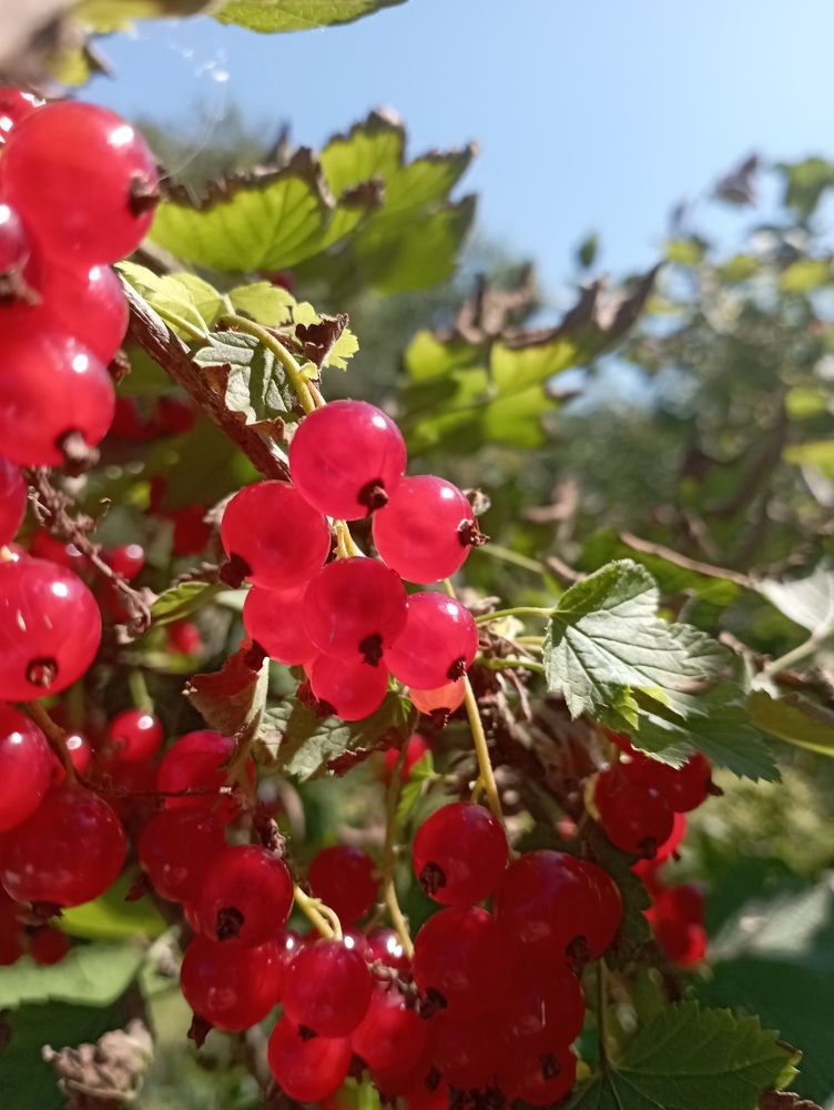 Photograph by Svetlana