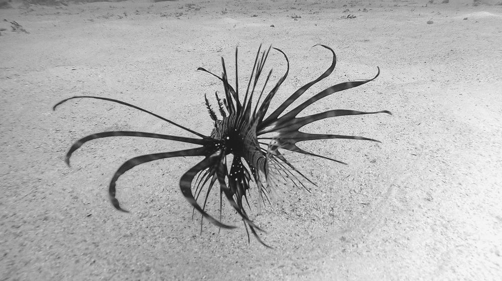 Photograph by Мария Берёзка