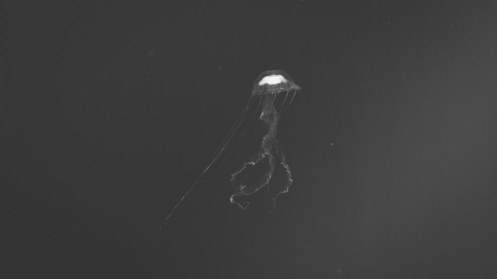 Photograph by Мария Берёзка