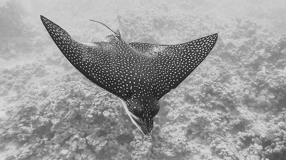 Photograph by Мария Берёзка