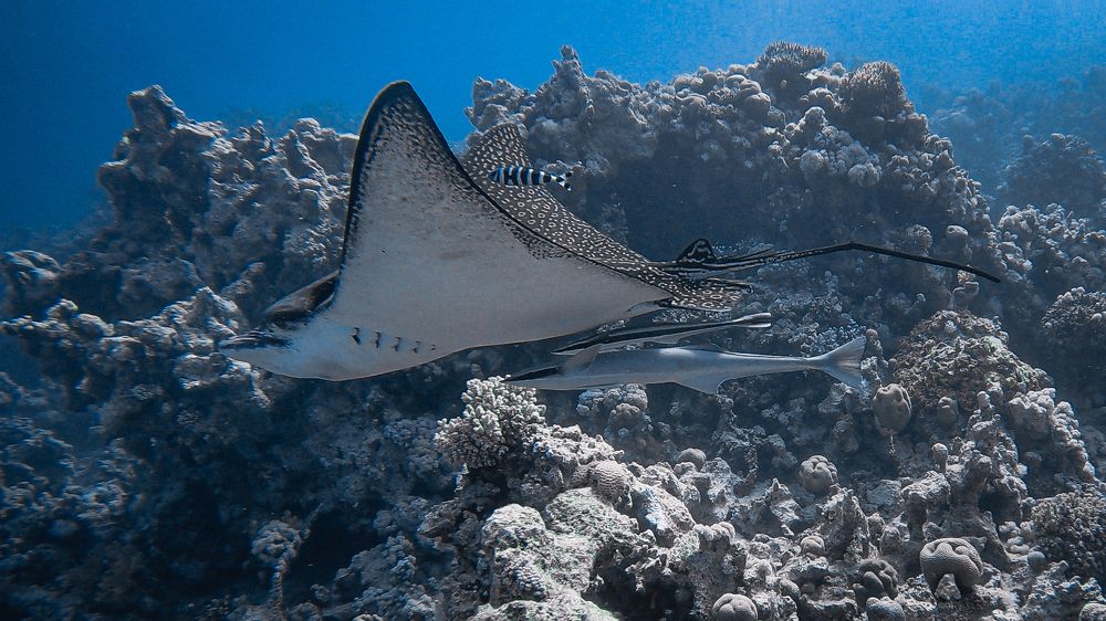 Photograph by Мария Берёзка