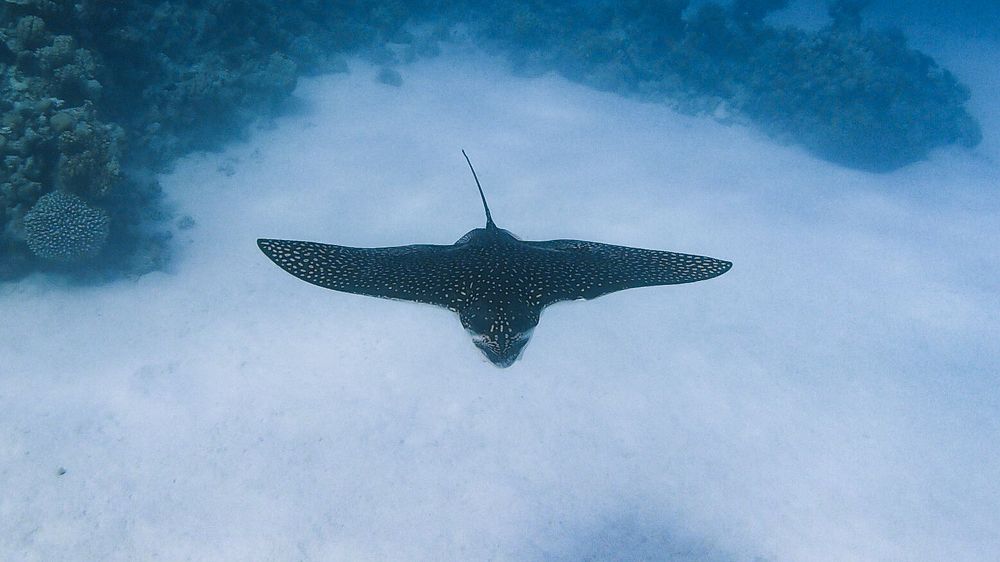 Photograph by Мария Берёзка