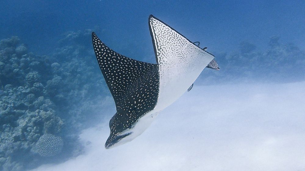 Photograph by Мария Берёзка