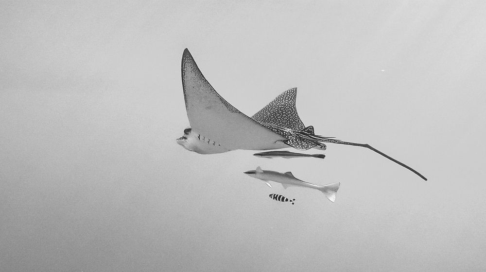 Photograph by Мария Берёзка