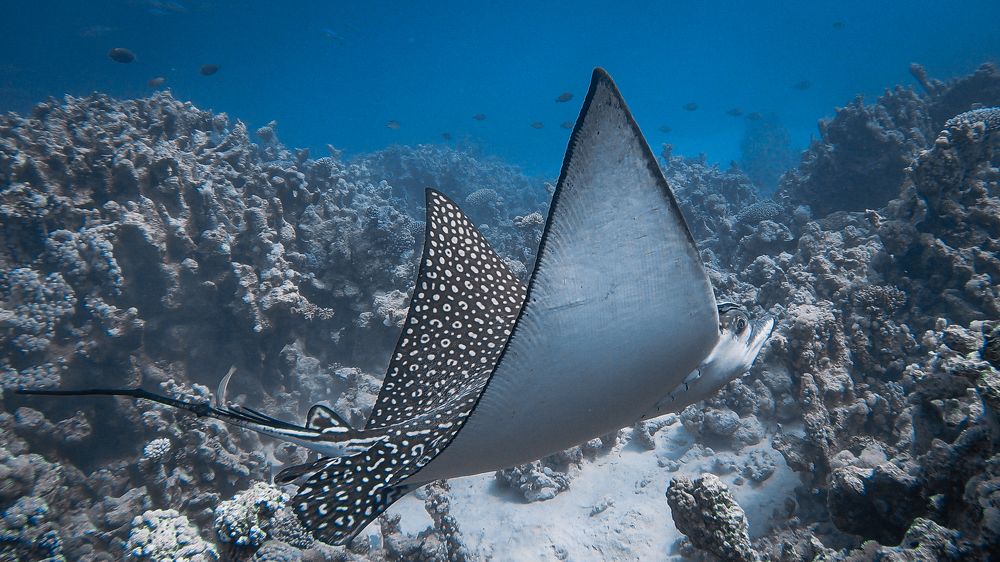 Photograph by Мария Берёзка