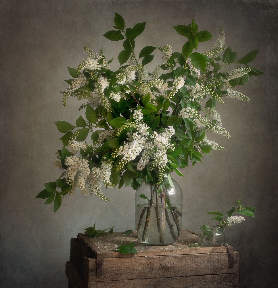 Черемуха душистая