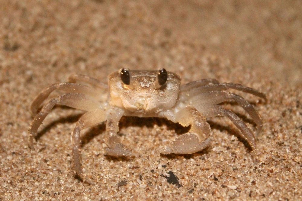 Crab in the sands of the sea