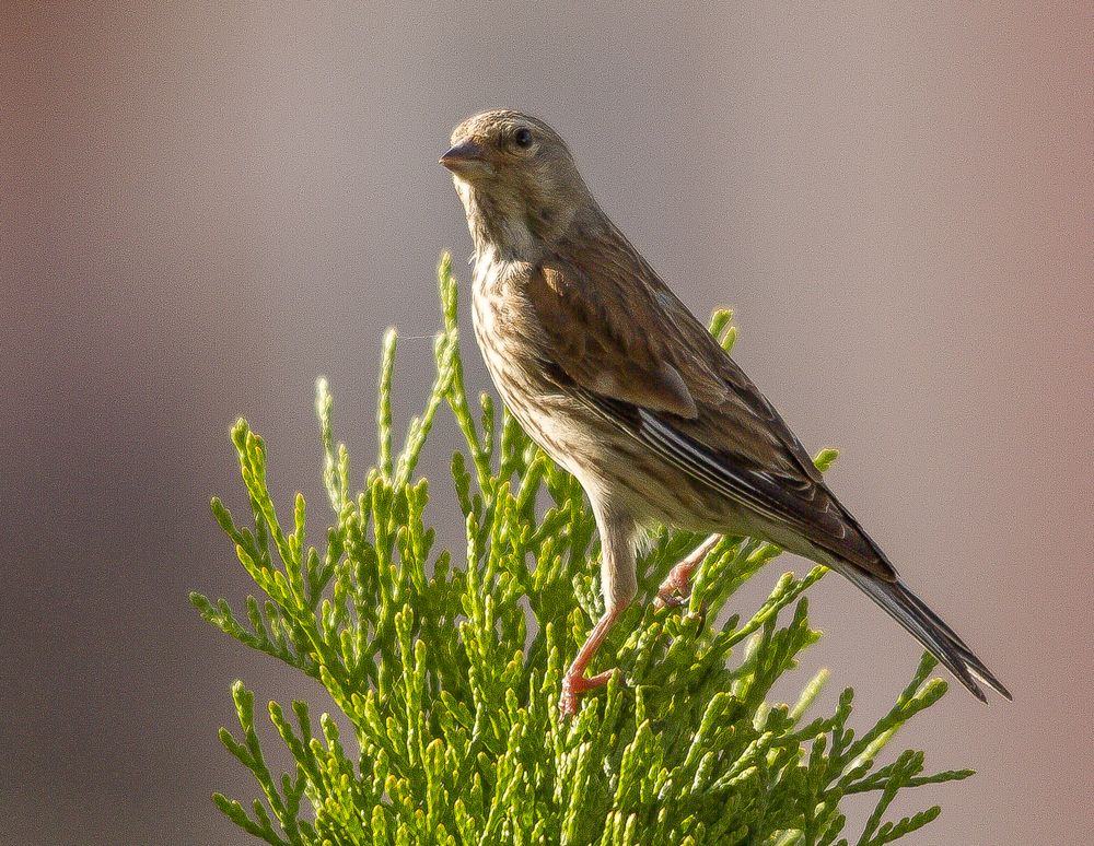 Photograph by Przemyslaw Wlodkowski