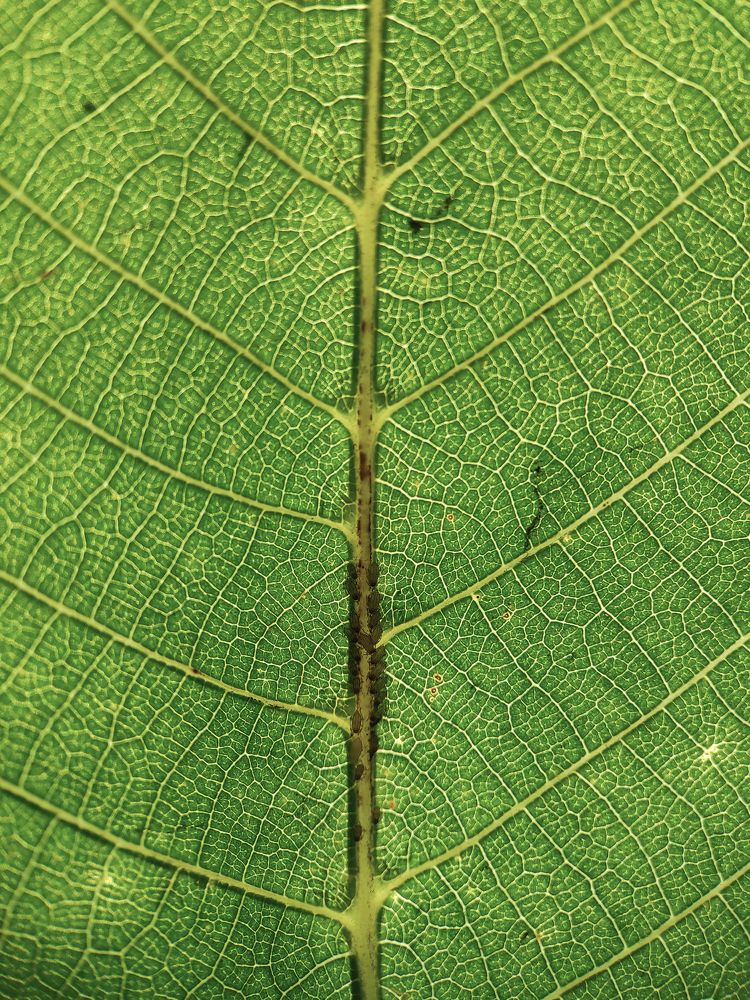 Photograph by Дина Горбачёва