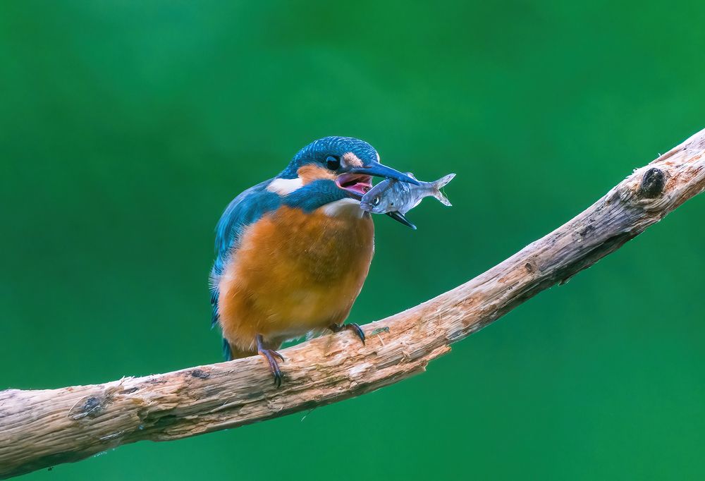 Photograph by Игорь Кляхин