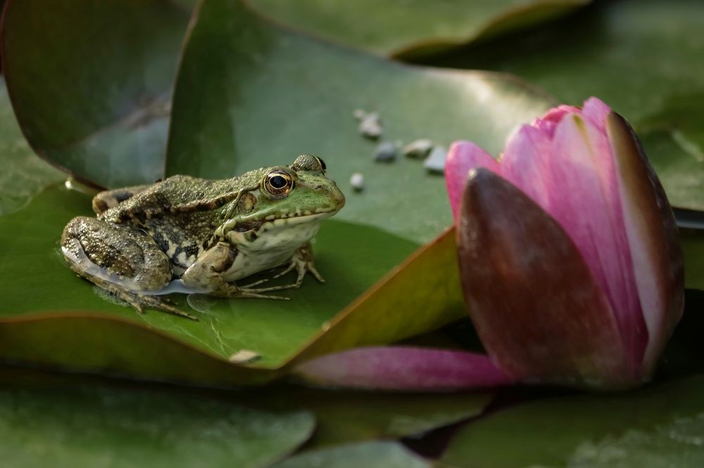 Ждём Дюймовочку ...