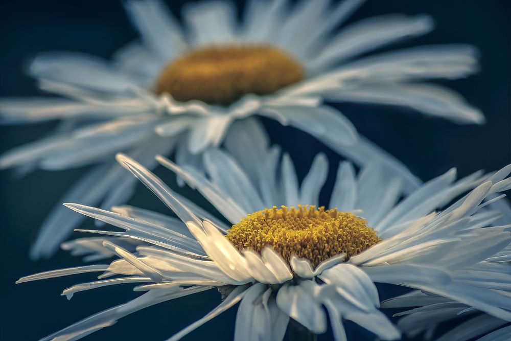 Ромашки тещиного сада.