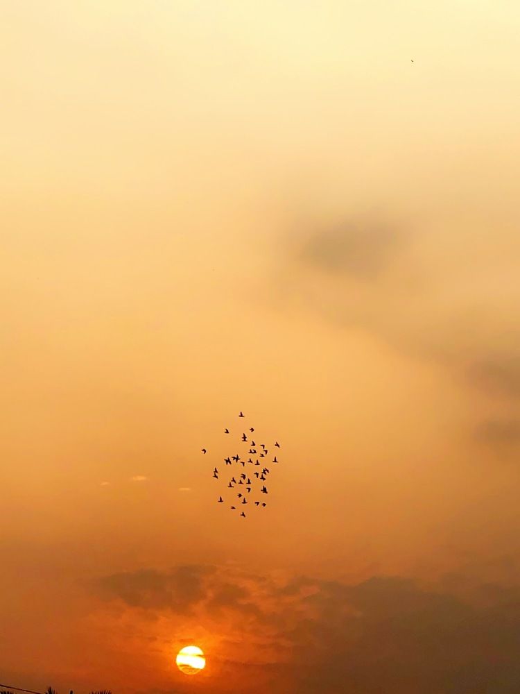الطيور وغروب الشمس