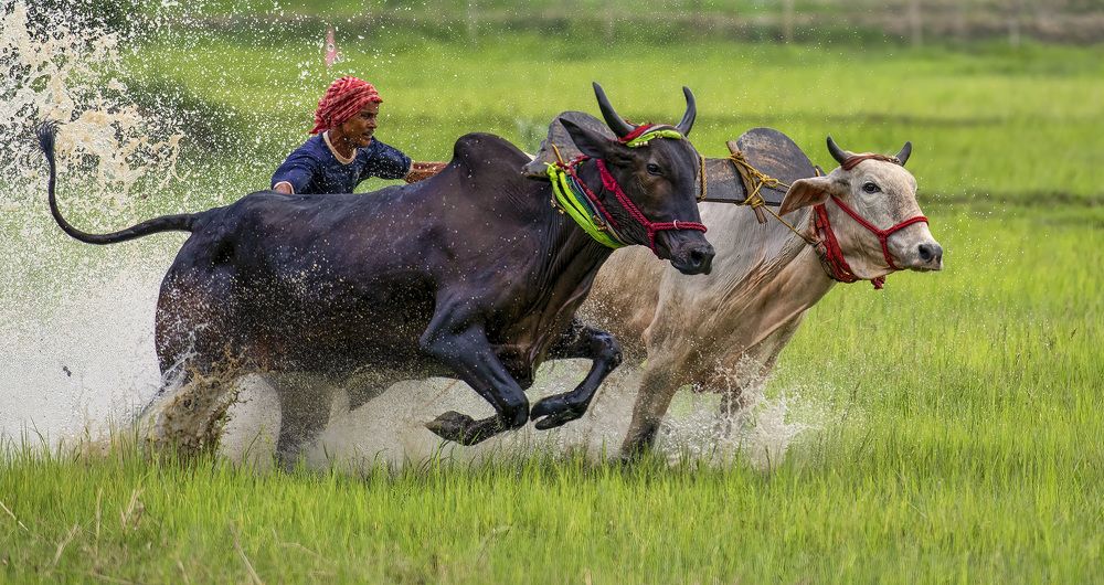 Photograph by SANTANU BOSE