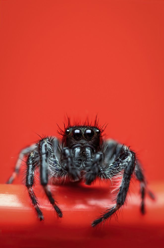 Фотография автора Сергей Чебанов