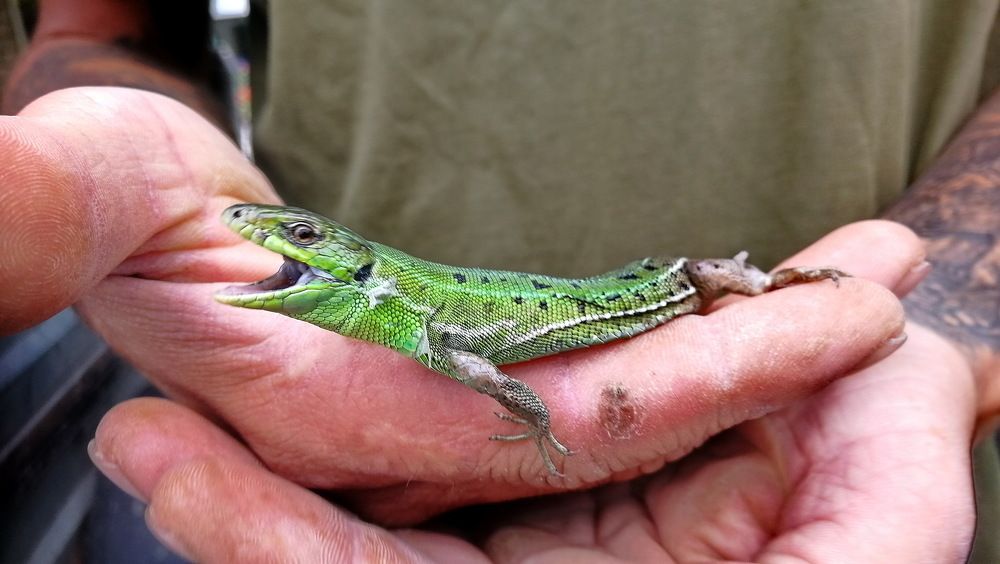 Фотография автора Николай Есин
