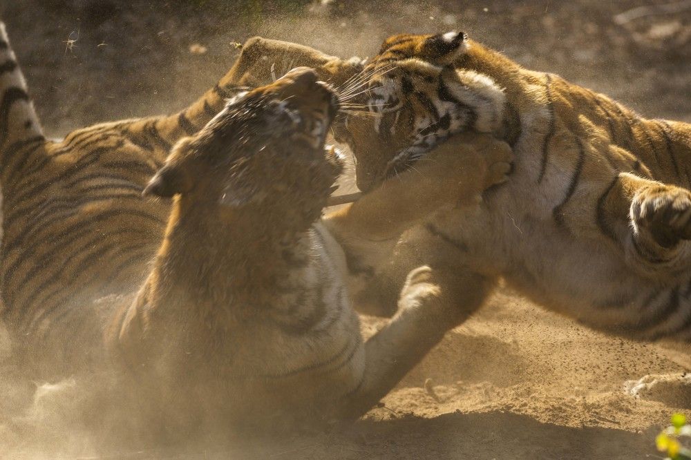 Photograph by SYED AYAAN ALI SHAH