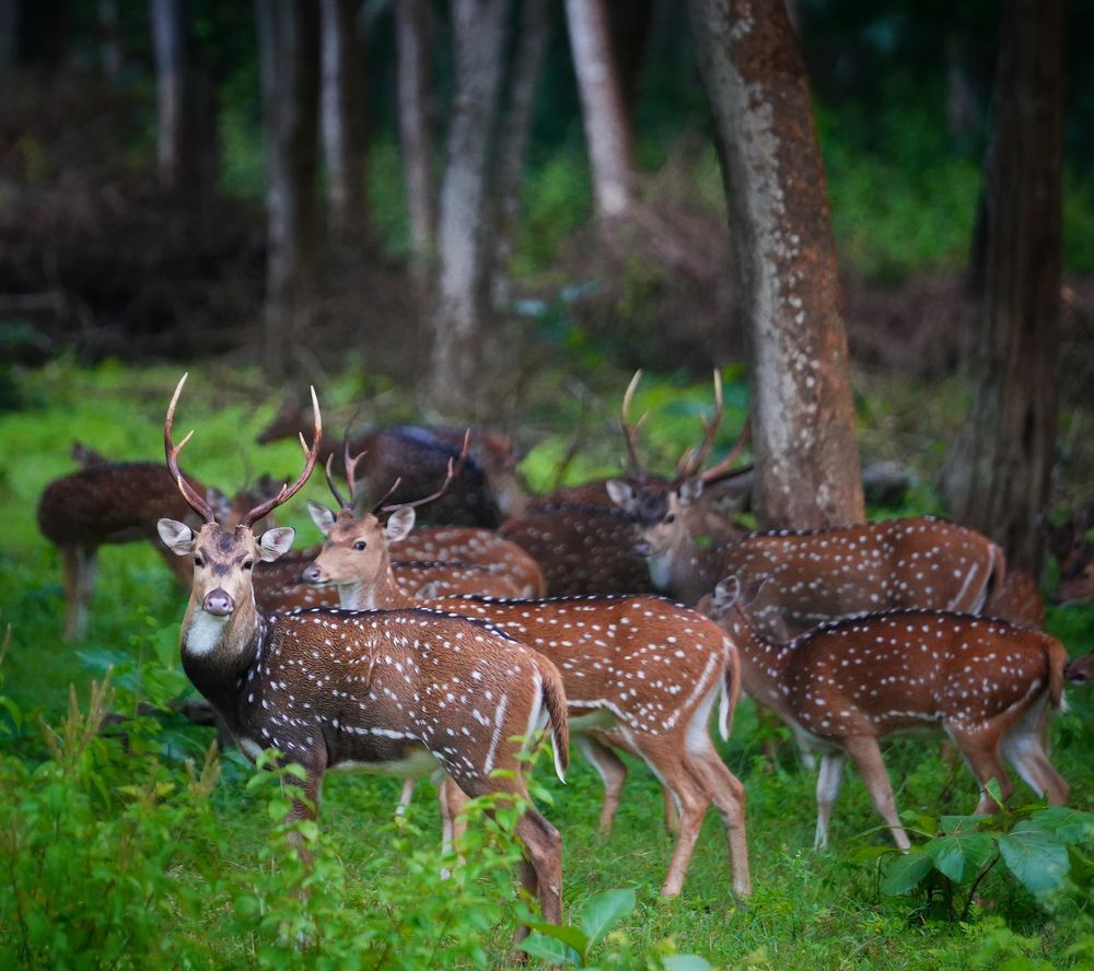 Photograph by Saravana Manickam