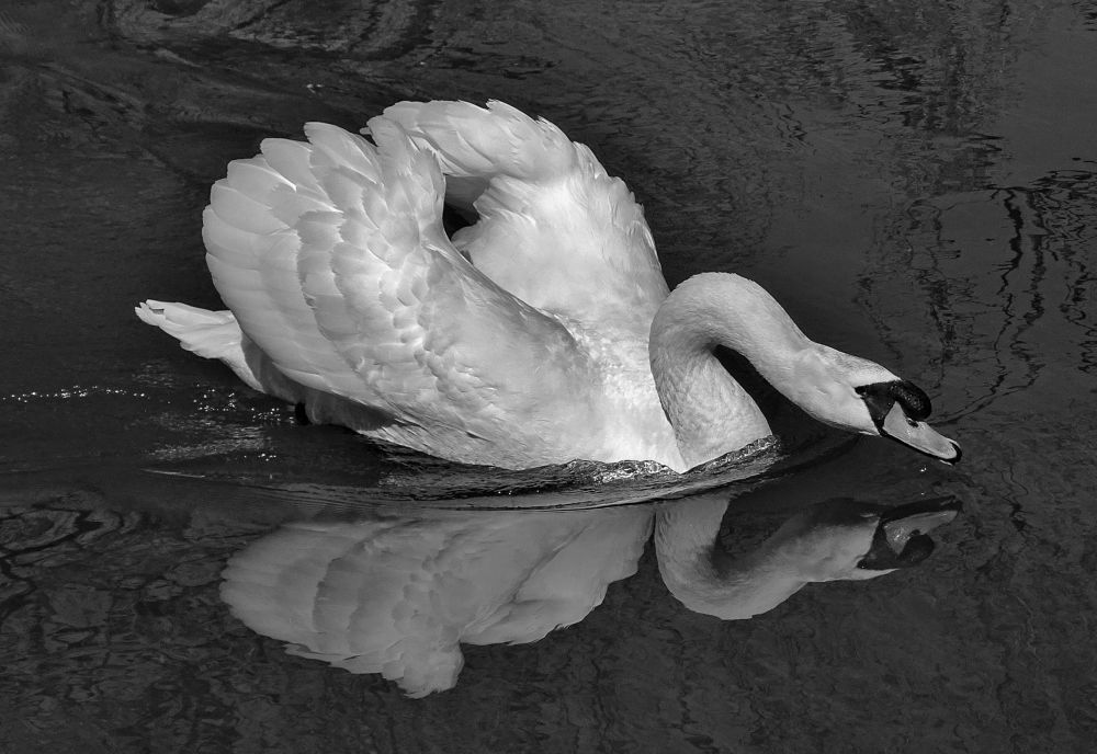 Photograph by backareva irina