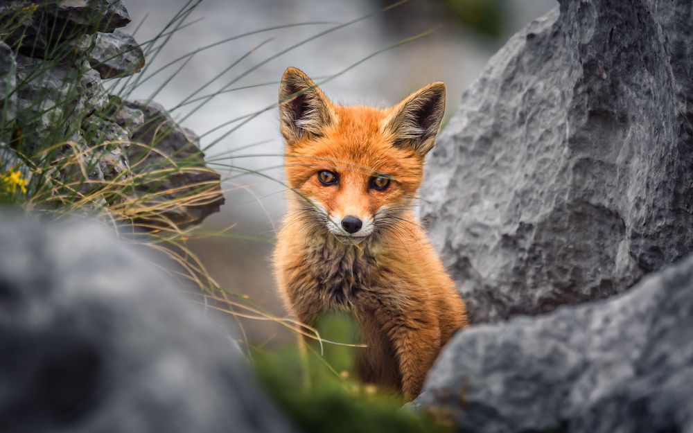 Спрятаться и наблюдать
