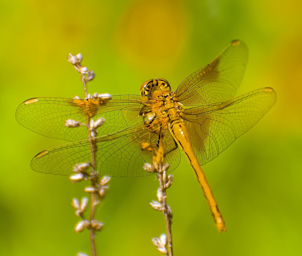 Photograph by Блохина Ольга