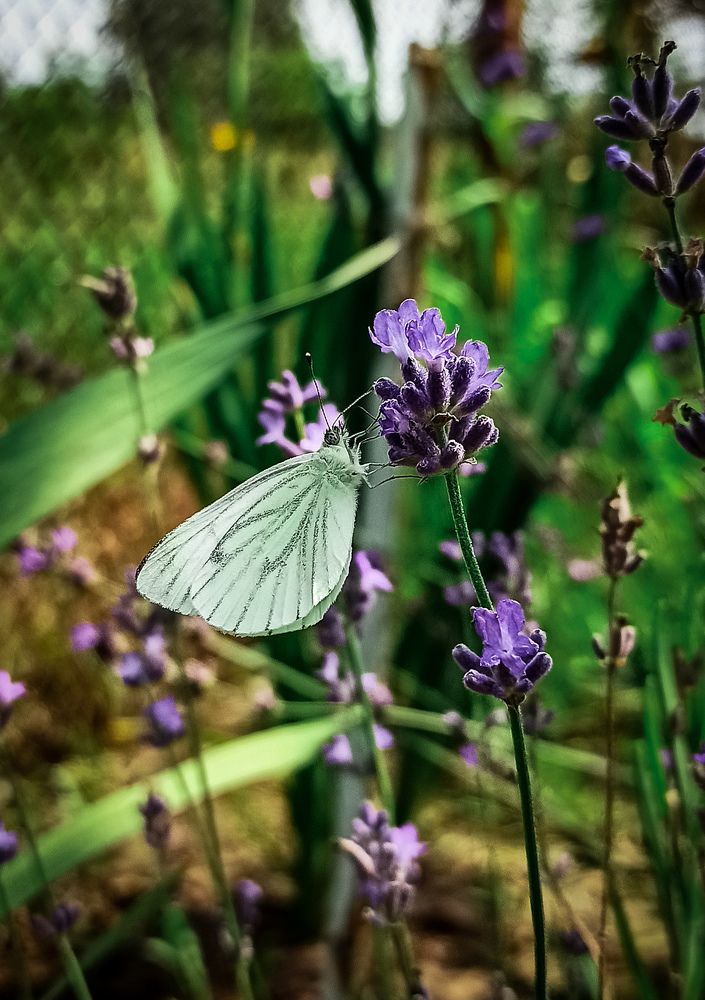 Фотография автора Алёна Подгорная