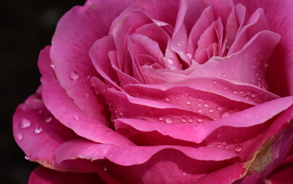 Photograph by Александра Безродная