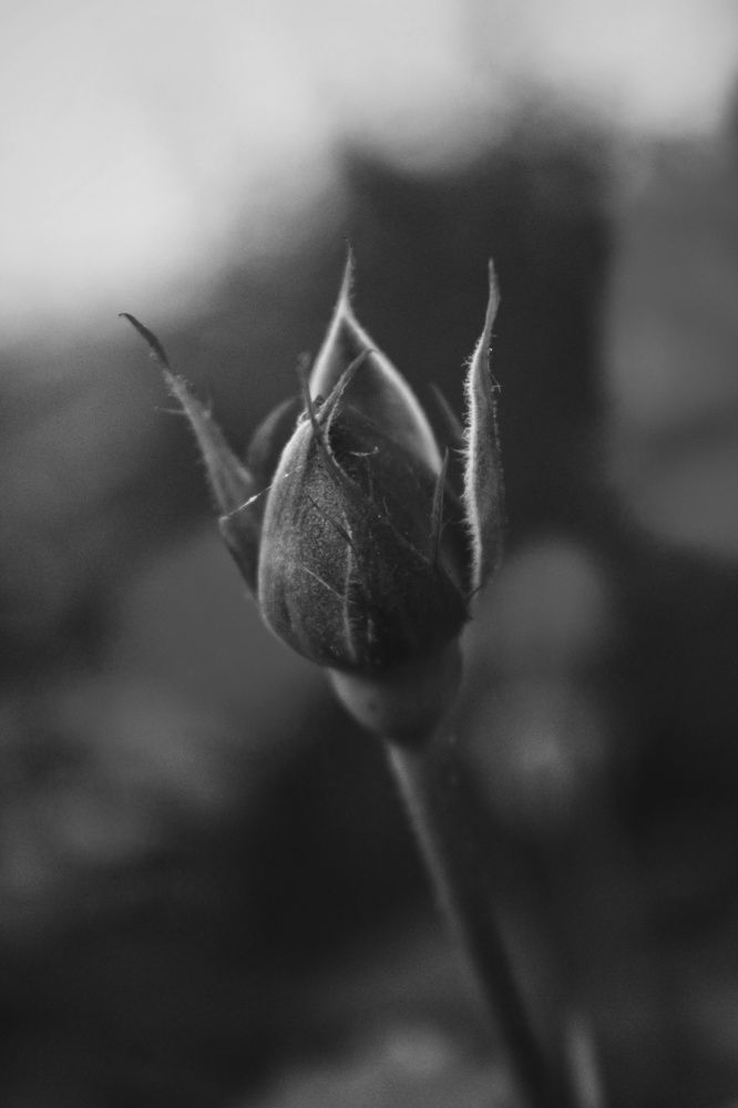 Photograph by Виктория Старовойтова