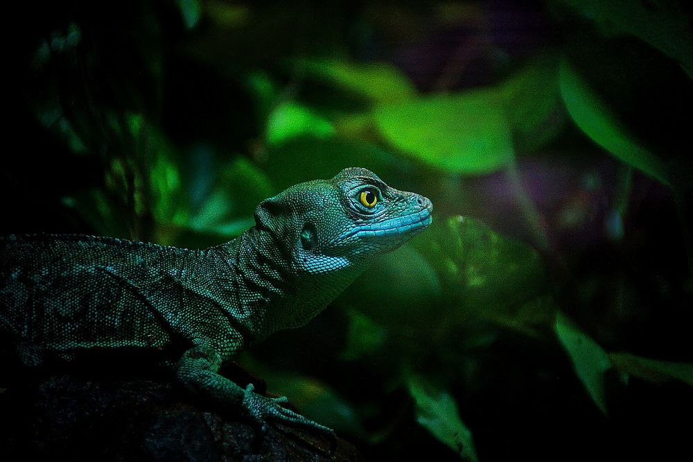 Фотография автора Jaroslav Hanzalík